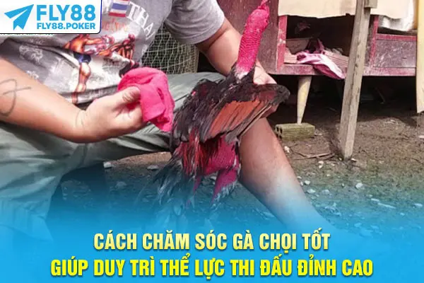 Cách chăm sóc gà chọi tốt giúp duy trì thể lực thi đấu đỉnh cao