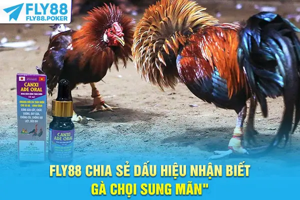 Fly88 chia sẻ dấu hiệu nhận biết gà chọi sung mãn